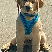 Hudson joined the competition — help win amazing prizes! dog, puppy, golden_retriever, harness, leash, sitting, outdoor, concrete, pet, young_animal, canine, fur, animal, mammal, cute, domestic_animal, looking, front_view, sunlight, shadow
