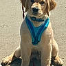 dog, puppy, golden_retriever, harness, leash, sitting, outdoor, concrete, pet, young_animal, canine, fur, animal, mammal, cute, domestic_animal, looking, front_view, sunlight, shadow
