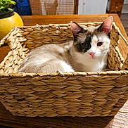 Kitty is registered to the contest to win money with this photo: animal, basket, cat, chair, cozy, cute, decor, domestic_animal, feline, fur, home_interior, household, indoor, pet, plant, relaxed, resting, table, wooden_table, woven_basket