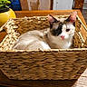 animal, basket, cat, chair, cozy, cute, decor, domestic_animal, feline, fur, home_interior, household, indoor, pet, plant, relaxed, resting, table, wooden_table, woven_basket