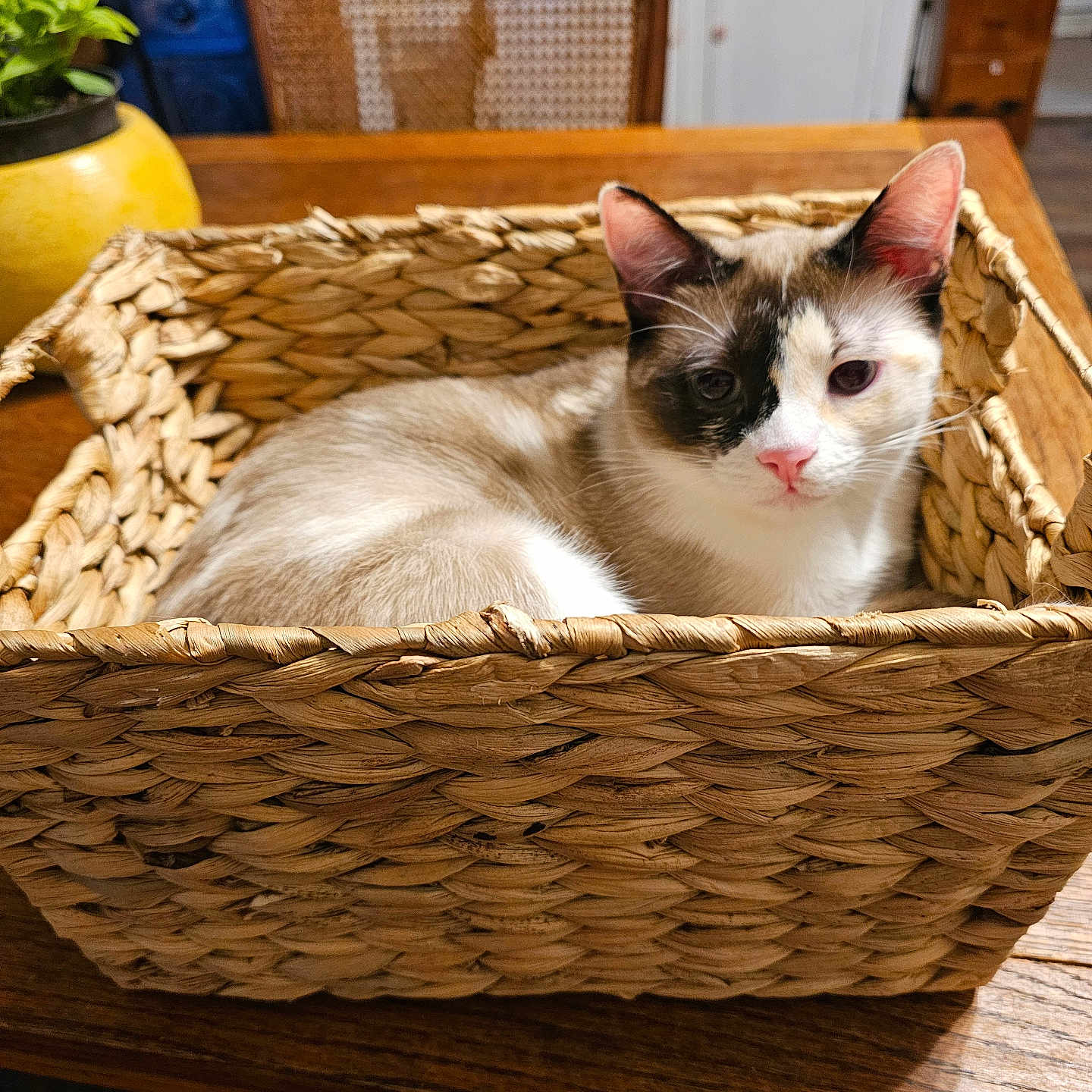 Kitty