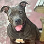 dog, pitbull, tongue_out, happy, pet, animal, canine, sitting, friendly, close_up, gray_fur, white_patch, outdoor, blurred_background, portrait, cute, muscular, ears_up, looking_up, companion