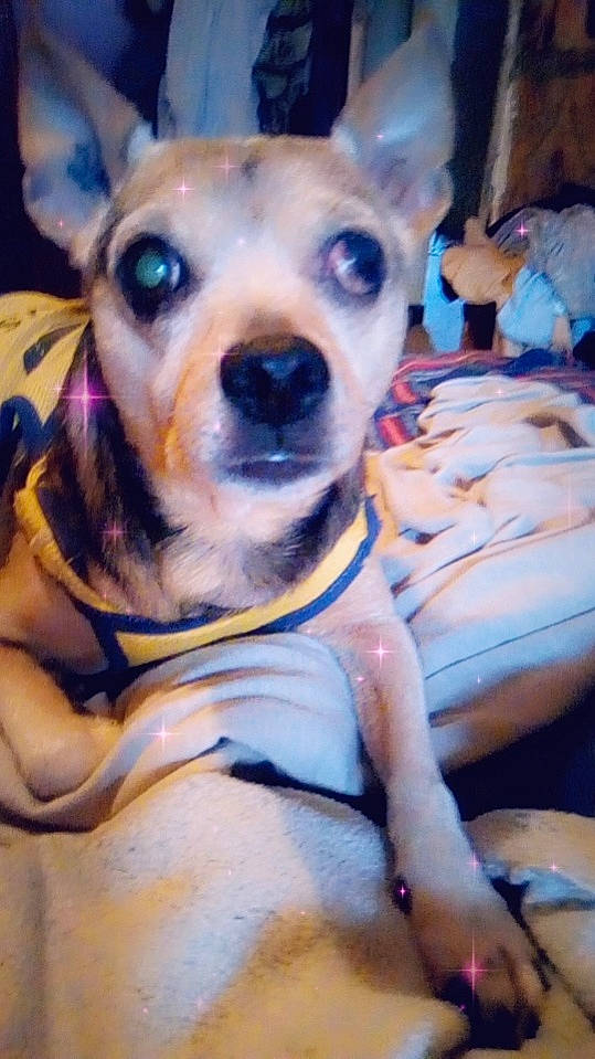 Pilou a rejoint le concours — aidez-le/la à gagner de superbes lots ! ancient_dog_breeds, carnivore, collar, companion_dog, dog, dog_breed, dog_collar, ear, electric_blue, fawn, fur, guard_dog, non_sporting_group, puppy, snout, sporting_group, street_dog, terrestrial_animal, toy_dog, whiskers