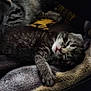 animal, blanket, closeup, cozy, cute, domestic_cat, fur, furry, indoors, kitten, mammal, paw, pet, relaxed, resting, sleeping, small, soft, tabby, young