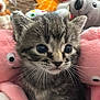 adorable, animal, cat, closeup, colorful, cozy, cute, eyes, face, fur, furry, indoors, kitten, pet, plush_toys, soft, stuffed_animals, tabby, whiskers, young