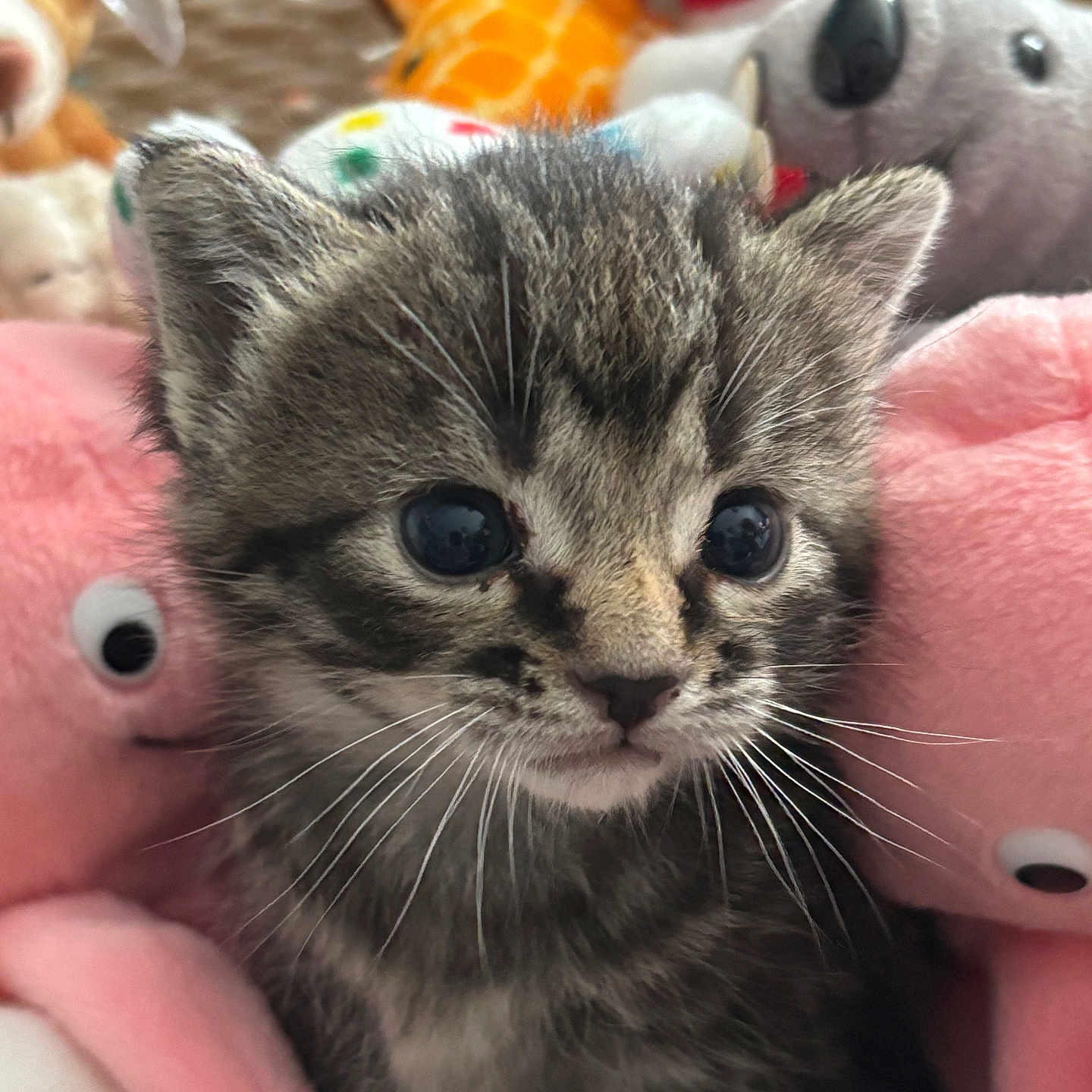 Olivia is registered to the contest to win money with this photo: adorable, animal, cat, closeup, colorful, cozy, cute, eyes, face, fur, furry, indoors, kitten, pet, plush_toys, soft, stuffed_animals, tabby, whiskers, young
