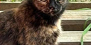 Beth is registered to the contest to win money with this photo: alert, animal, cat, closeup, curious, ears, feline, grass, greenery, looking, mammal, nature, outdoor, pet, planks, red_structure, tortoiseshell, whiskers, wood, young_cat