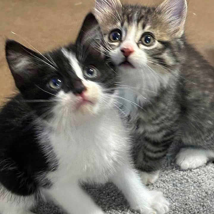 Tucker joined the competition — help win amazing prizes! abyssinian, angora, animal, cat, kitten, manx, pet