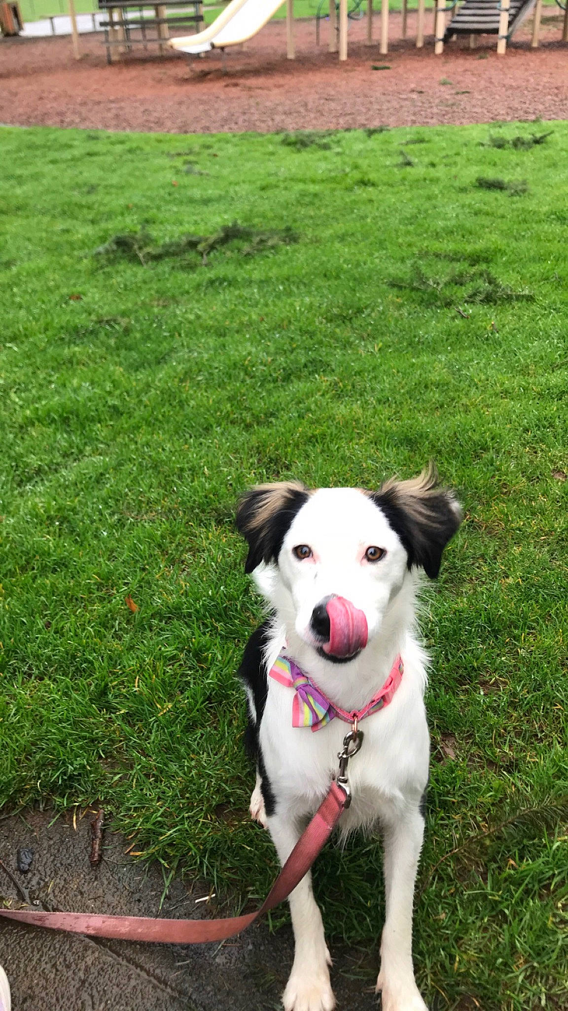 Leela is registered to the contest to win money with this photo: canidae, carnivore, collar, companion_dog, dog, dog_breed, dog_collar, fashion_accessory, grass, grassland, green, groundcover, leash, pet_supply, plant, recreation, snout, sporting_group, tail, working_animal