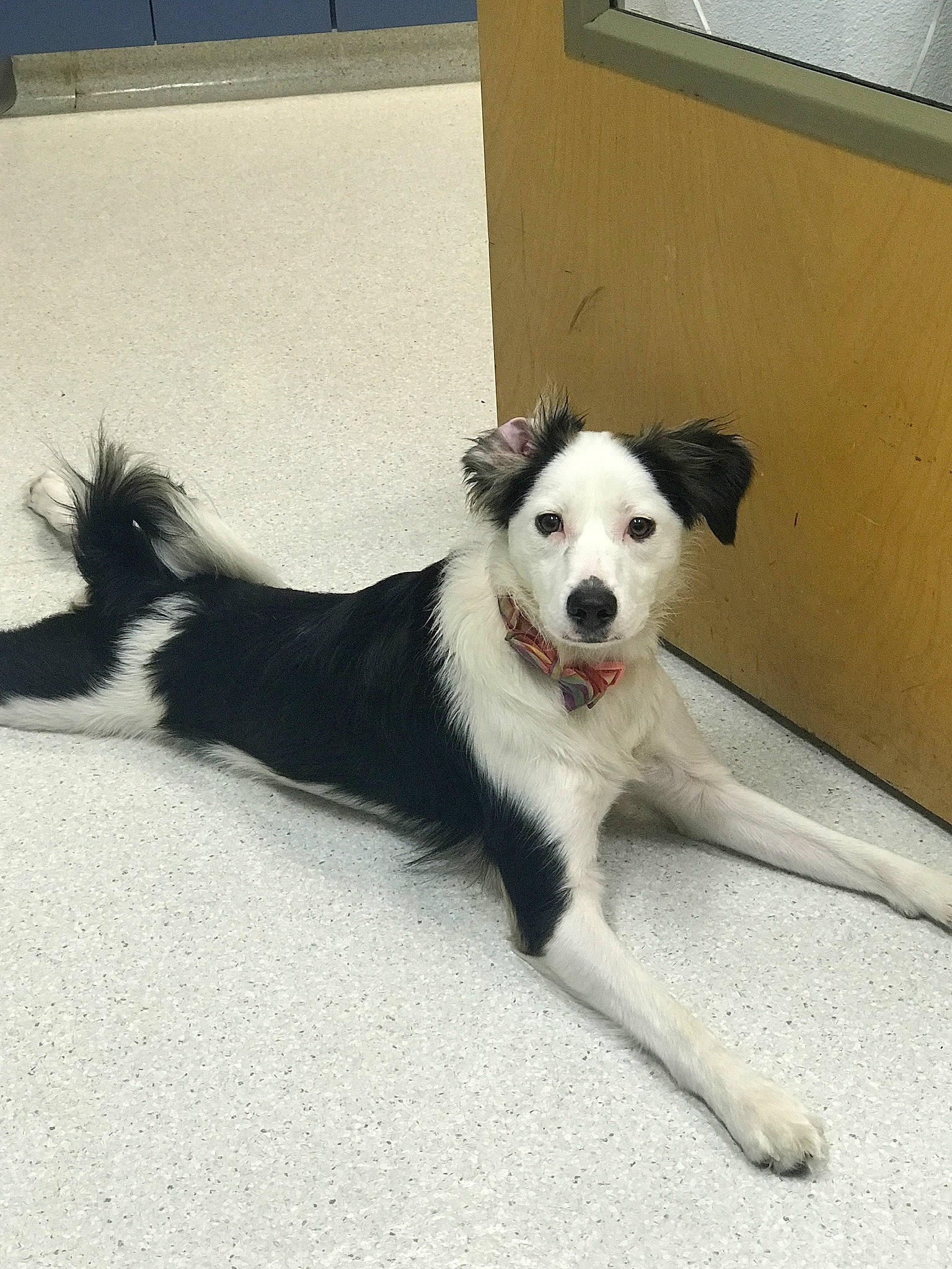 Leela is registered to the contest to win money with this photo: art, ball, canidae, carnivore, companion_dog, dog, dog_breed, dog_supply, door, floor, flooring, fur, herding_dog, non_sporting_group, paw, road_surface, shadow, street_dog, tail, working_dog