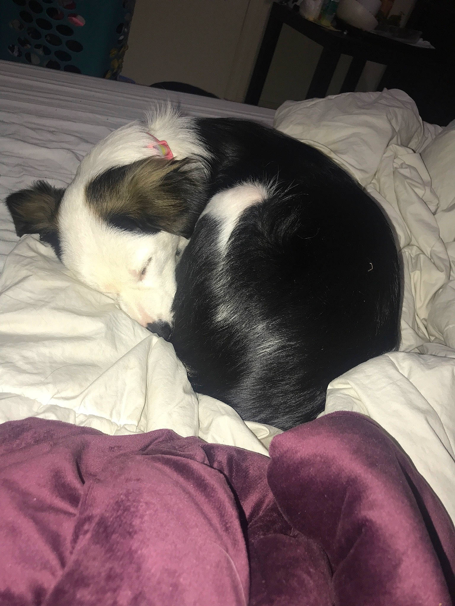 Leela is registered to the contest to win money with this photo: canidae, carnivore, cloud, comfort, companion_dog, dog, dog_breed, fawn, felidae, head, linens, paw, sky, small_to_medium_sized_cats, snout, sporting_group, tail, tints_and_shades, toy_dog, whiskers