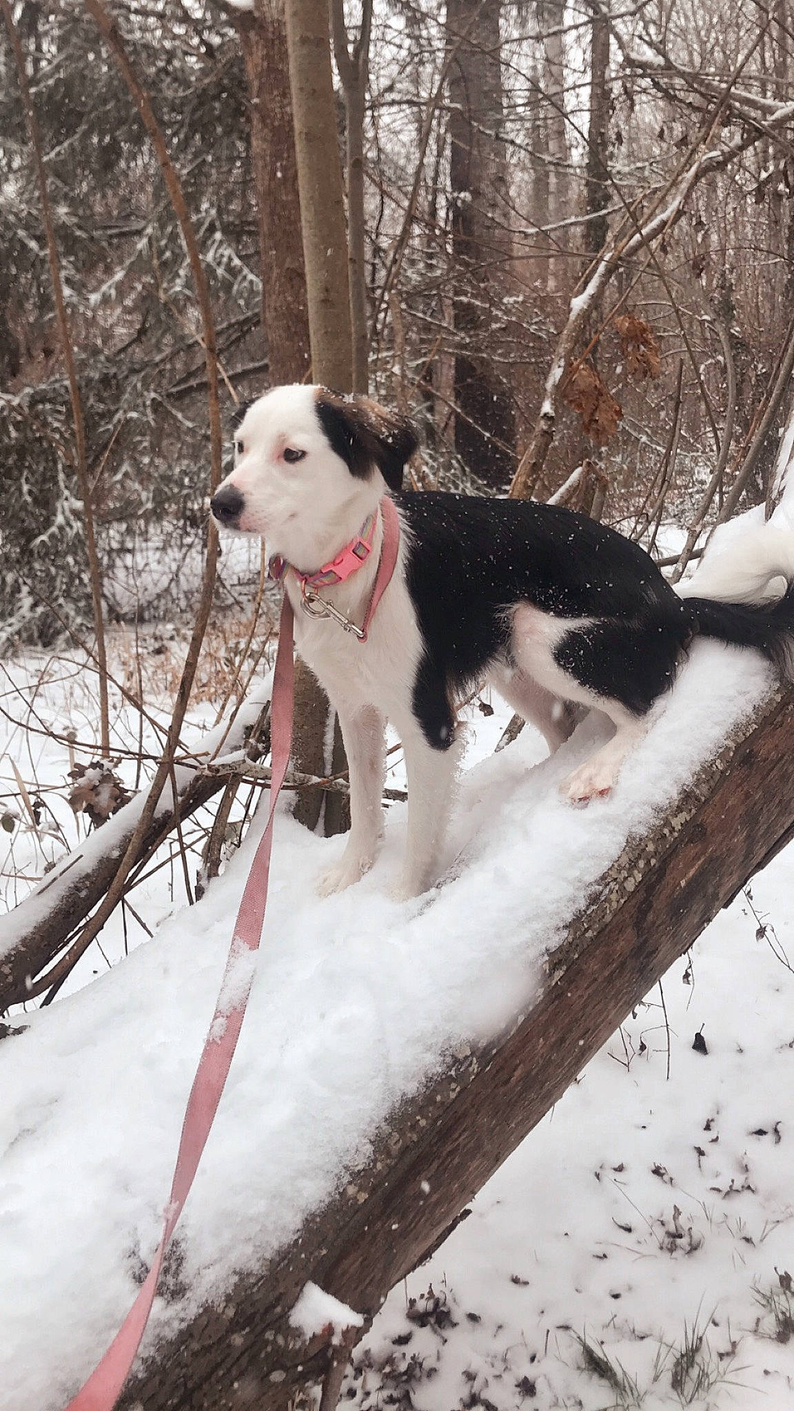 Leela joined the competition — help win amazing prizes! canidae, carnivore, collar, companion_dog, dog, dog_breed, dog_collar, dog_supply, freezing, fur, pet_supply, plant, precipitation, snout, snow, sporting_group, tail, tree, winter, working_dog