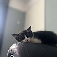Milo is registered to the contest to win money with this photo: animal, black_and_white, blurred_background, calm, cat, cozy, cute, domestic_cat, furniture, indoor, kitten, leather_chair, nap, pet, pink_nose, relaxing, resting, sleeping, soft_light, whiskers