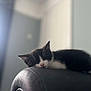 animal, black_and_white, blurred_background, calm, cat, cozy, cute, domestic_cat, furniture, indoor, kitten, leather_chair, nap, pet, pink_nose, relaxing, resting, sleeping, soft_light, whiskers