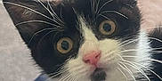 Milo joined the competition — help win amazing prizes! alert, animal, black_and_white, blurred_background, cat, close_up, curious, cute, domestic_cat, feline, fur, indoor, kitten, pet, pink_nose, portrait, soft_light, whiskers, wide_eyes, young_cat