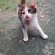 Marshmallow joined the competition — help win amazing prizes! adorable, animal, cat, close_up, curious, cute, feline, fur, ground, kitten, mammal, outdoor, pet, small, soft_focus, tail, texture, walking, whiskers, young