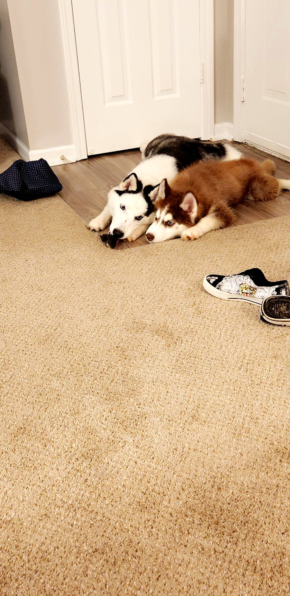 Demon is registered to the contest to win money with this photo: carnivore, carpet, comfort, companion_dog, dog, dog_breed, fawn, felidae, floor, flooring, fur, hardwood, laminate_flooring, mammal, small_to_medium_sized_cats, tail, vertebrate, whiskers, wood, wood_flooring