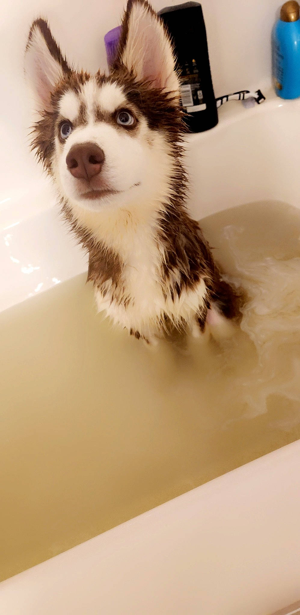 Demon is registered to the contest to win money with this photo: art, bathtub, carnivore, companion_dog, dog, dog_breed, eyelash, ferret, flooring, fur, plumbing, plumbing_fixture, procyonidae, sled_dog, snout, tap, terrestrial_animal, water, whiskers, working_animal