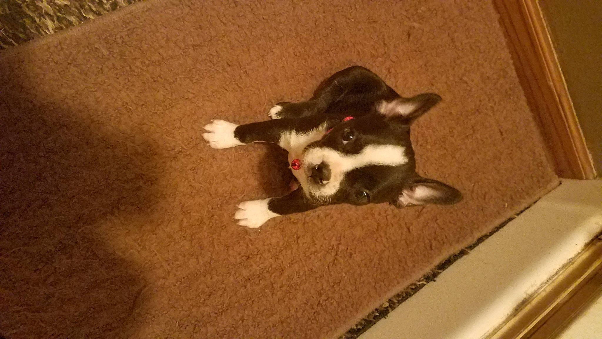 Aurora is registered to the contest to win money with this photo: canidae, carmine, carnivore, comfort, companion_dog, corgi_chihuahua, dog, dog_breed, felidae, flooring, fur, hardwood, paw, small_to_medium_sized_cats, snout, sporting_group, tail, whiskers, wood, working_animal