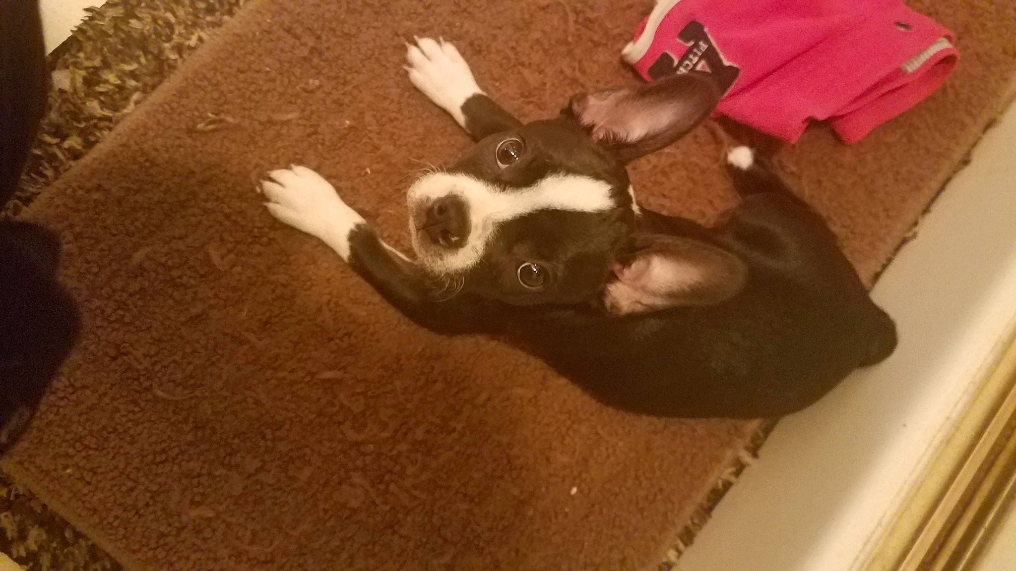 Aurora is registered to the contest to win money with this photo: box, brown, carnivore, comfort, companion_dog, dog_breed, felidae, floor, flooring, fur, gesture, hardwood, human_leg, small_to_medium_sized_cats, snout, sporting_group, tail, whiskers, wood, working_animal