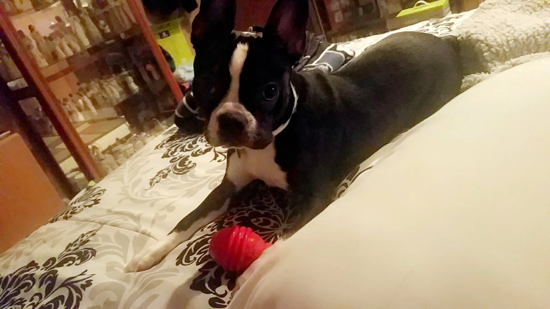 Aurora is registered to the contest to win money with this photo: boston_terrier, canidae, carmine, carnivore, chair, comfort, companion_dog, dog, dog_breed, ear, fawn, fur, human_leg, snout, sporting_group, terrestrial_animal, thigh, toy_dog, whiskers, working_animal
