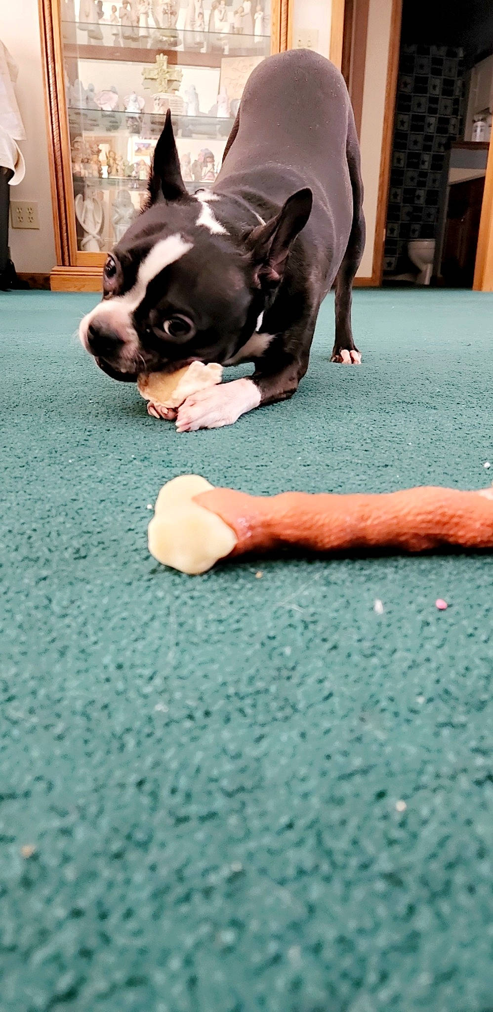 Aurora joined the competition — help win amazing prizes! boston_terrier, bulldog, carmine, carnivore, comfort, companion_dog, dog, dog_breed, ear, fawn, flooring, foot, fur, grass, human_leg, skin, snout, toy_dog, whiskers, working_animal