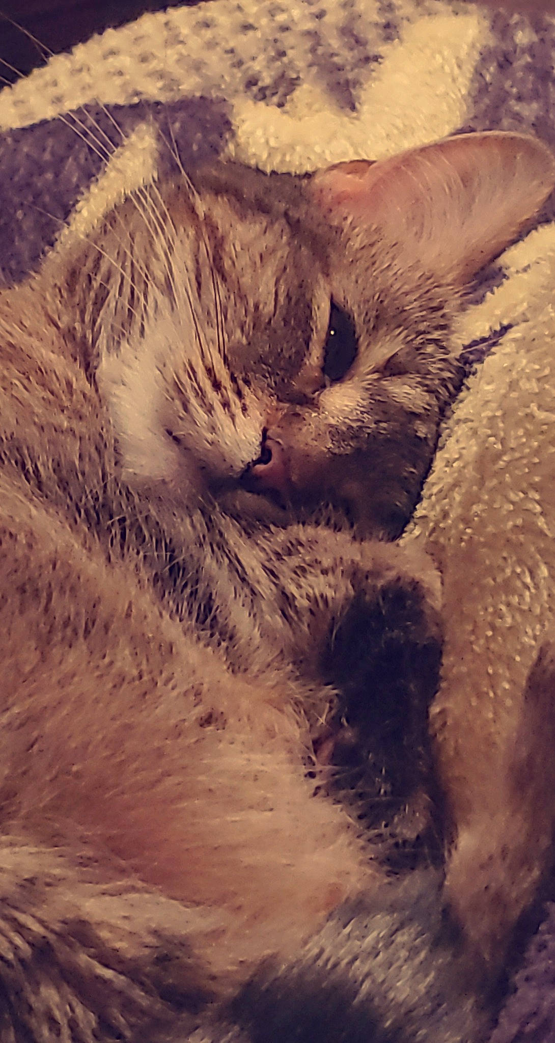 Marley joined the competition — help win amazing prizes! carnivore, cat, cloud, domestic_short_haired_cat, eye, feather, felidae, fur, landscape, meteorological_phenomenon, pattern, paw, plant, small_to_medium_sized_cats, snout, tail, terrestrial_animal, tree, whiskers, winter