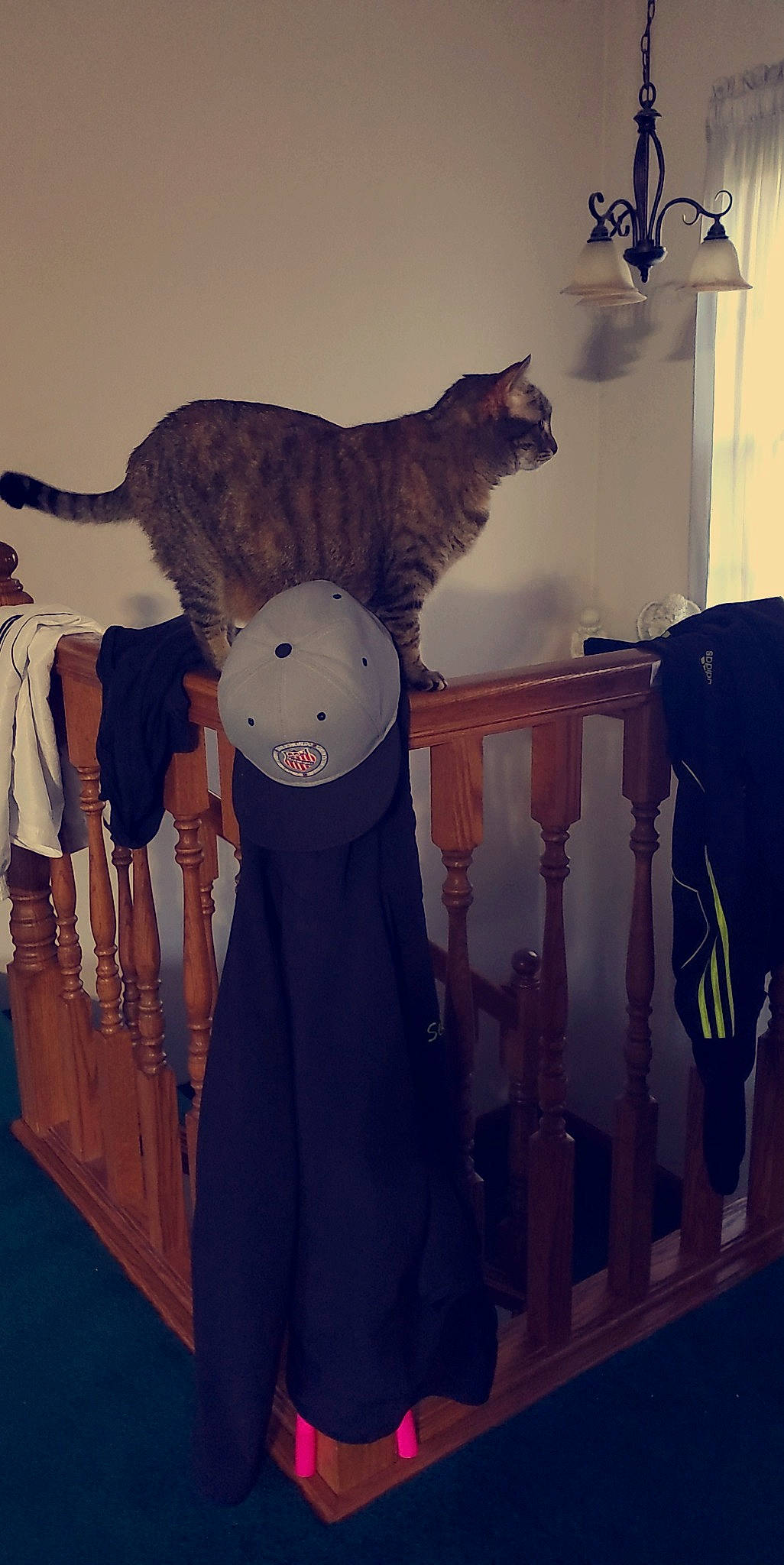 Marley is registered to the contest to win money with this photo: art, carnivore, cat, domestic_short_haired_cat, fashion_design, felidae, fur, grey, illustration, pattern, room, shelf, sleeve, small_to_medium_sized_cats, snapshot, t_shirt, tail, vertebrate, visual_arts, whiskers