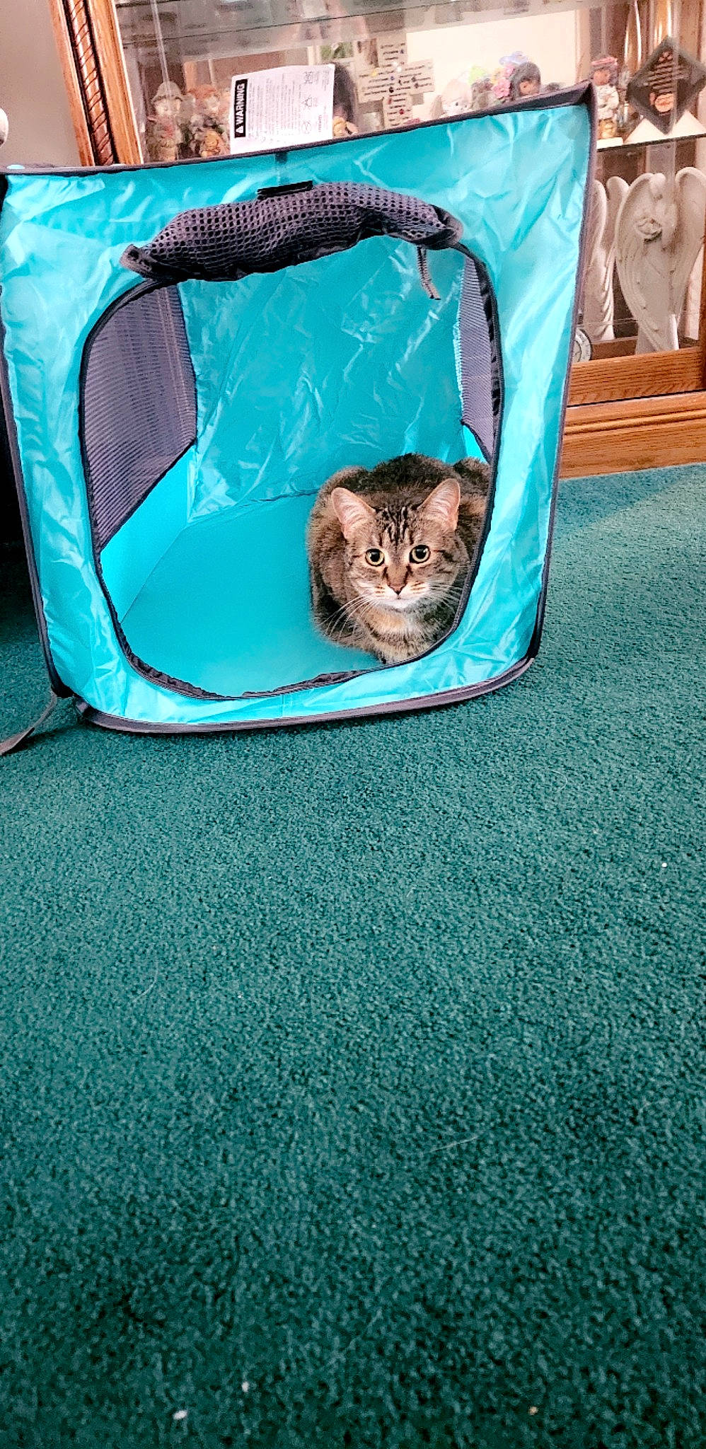 Marley joined the competition — help win amazing prizes! azure, bag, blue, carnivore, cat, cat_supply, chair, comfort, couch, domestic_short_haired_cat, electric_blue, felidae, flooring, grass, green, grey, linens, luggage_and_bags, small_to_medium_sized_cats, whiskers