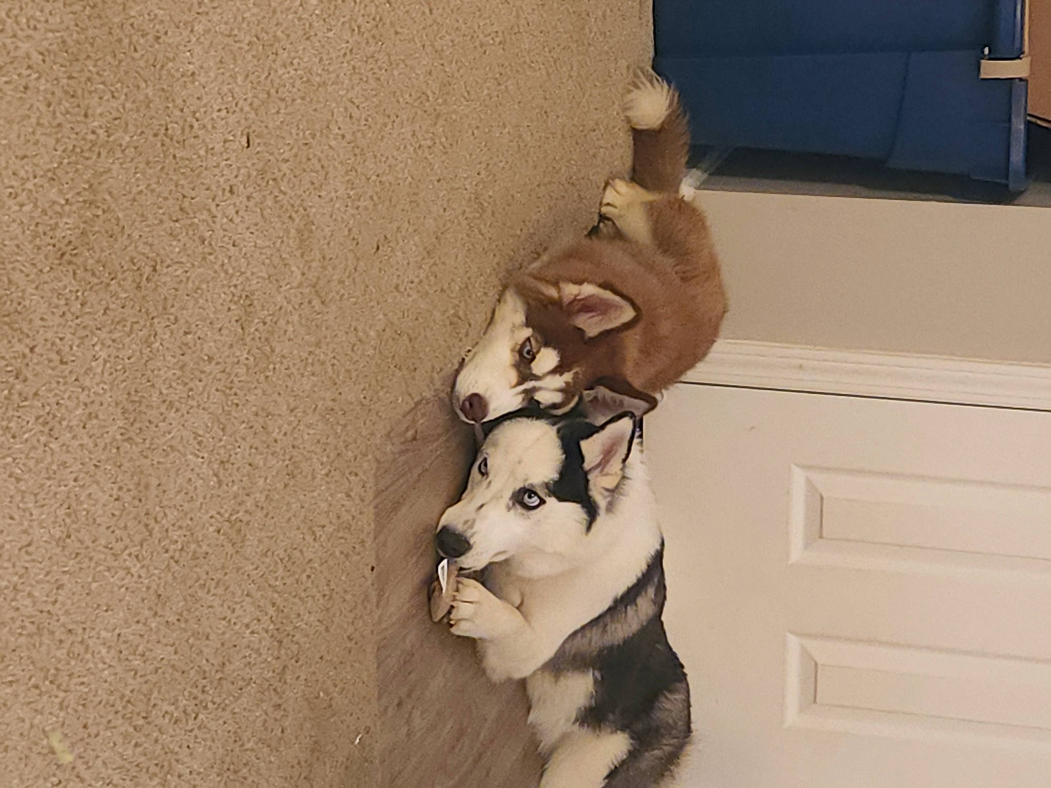 Ghost is registered to the contest to win money with this photo: art, big_cats, carving, fawn, felidae, fictional_character, fur, house, human_body, plant, room, sculpture, small_to_medium_sized_cats, statue, stuffed_toy, tail, toy, visual_arts, window, wood