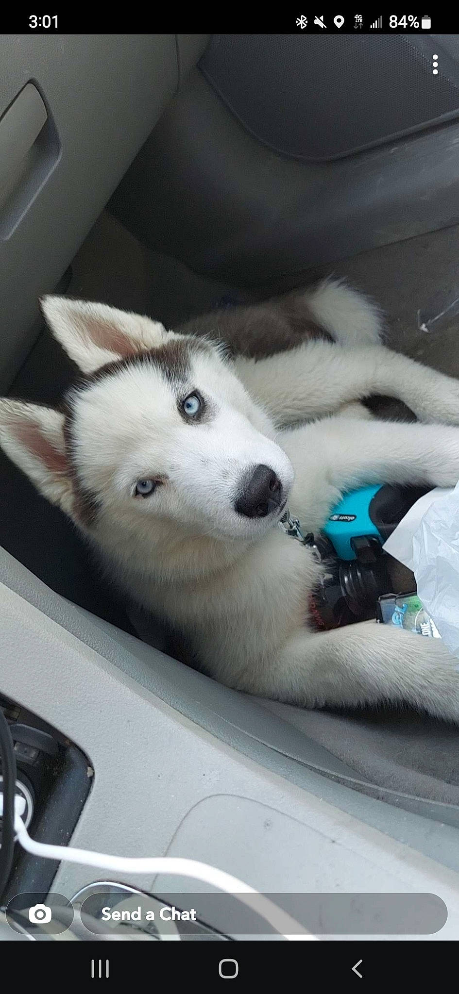 Ghost joined the competition — help win amazing prizes! canidae, canis, carnivore, companion_dog, dog, dog_breed, fur, hood, jaw, paw, ship, siberian_husky, sled_dog, snout, sporting_group, whiskers, windscreen_wiper, windshield, wolf, working_animal