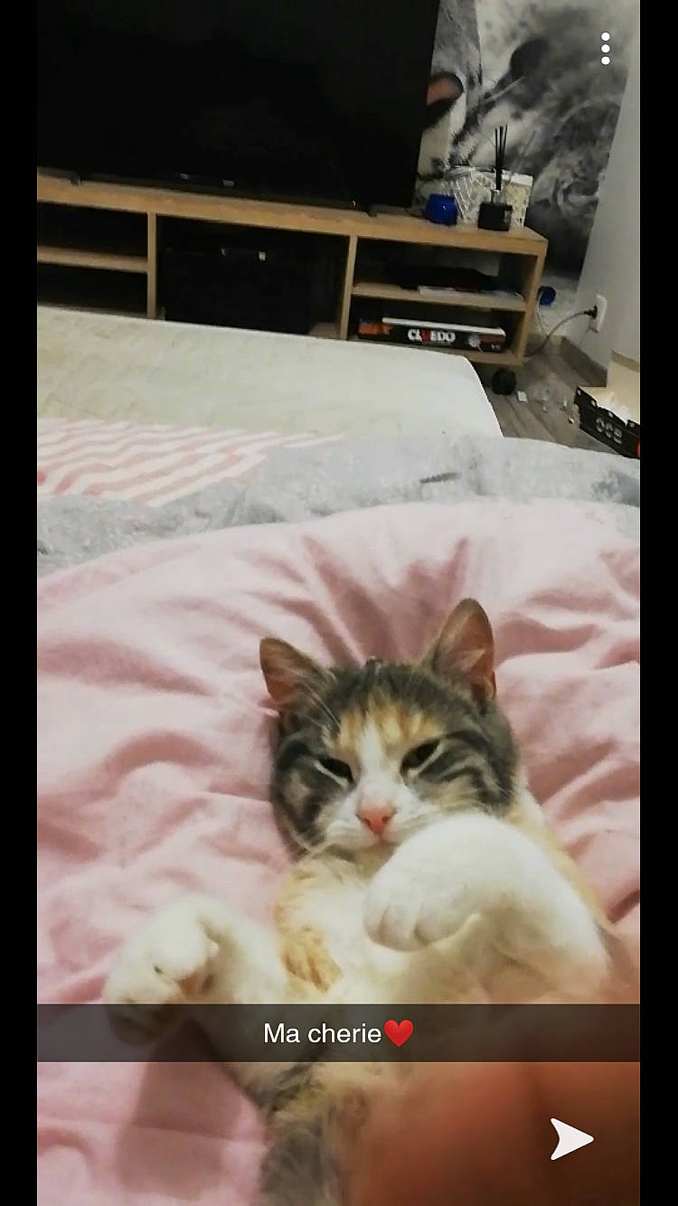 Pandora a rejoint le concours — aidez-le/la à gagner de superbes lots ! aegean_cat, asian, carnivore, cat, domestic_short_haired_cat, ear, european_shorthair, felidae, fur, kitten, mammal, nap, norwegian_forest_cat, nose, paw, photo_caption, photography, small_to_medium_sized_cats, snapshot, whiskers