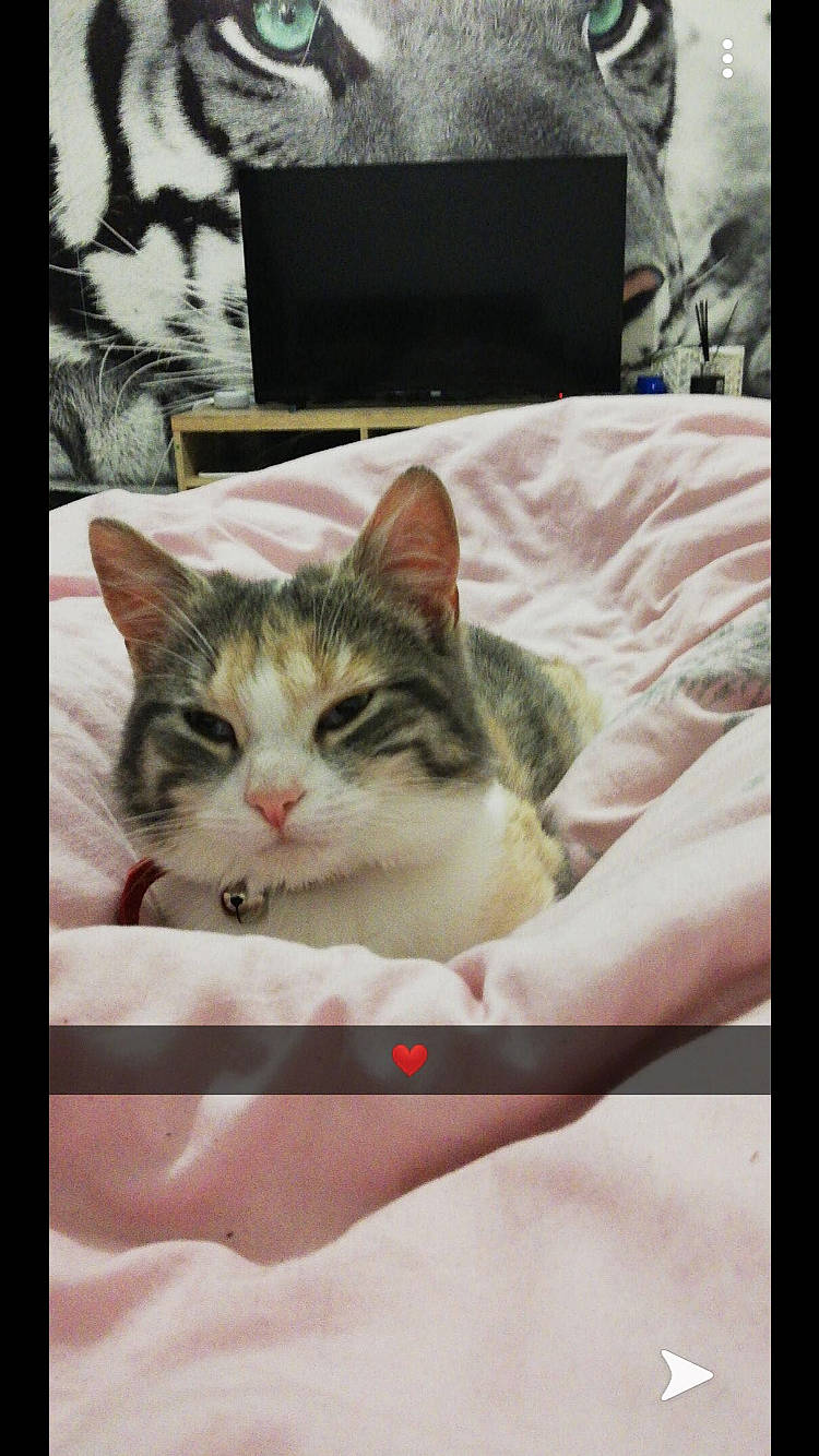 Pandora participe au concours pour gagner de l'argent avec cette photo : aegean_cat, american_shorthair, american_wirehair, asian, carnivore, cat, domestic_short_haired_cat, european_shorthair, felidae, hand, kitten, leg, photo_caption, photography, polydactyl_cat, small_to_medium_sized_cats, snapshot, snout, tabby_cat, whiskers