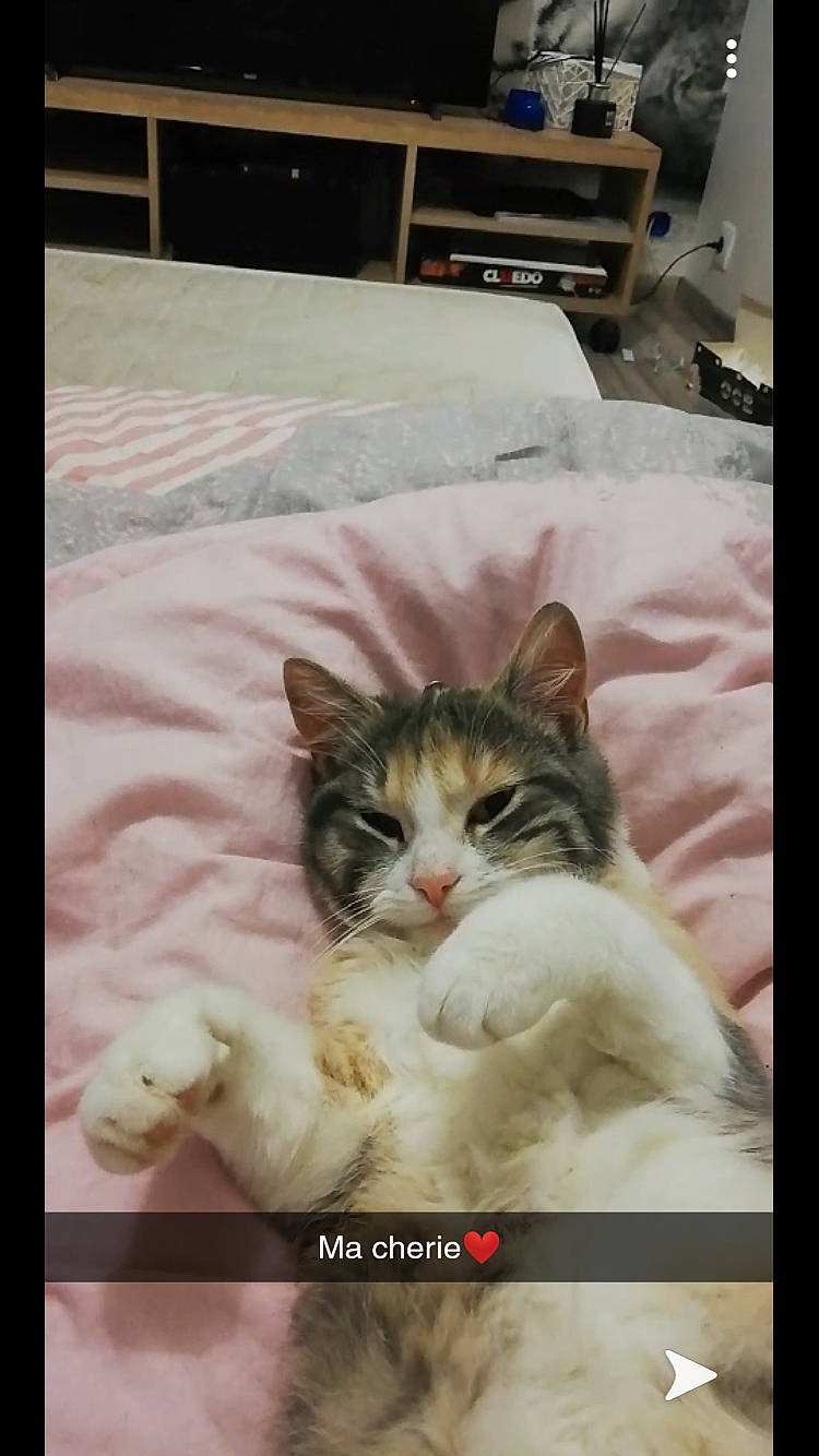 Pandora participe au concours pour gagner de l'argent avec cette photo : aegean_cat, american_curl, asian, carnivore, cat, domestic_short_haired_cat, european_shorthair, eye, felidae, fur, kitten, mammal, norwegian_forest_cat, nose, photo_caption, photography, small_to_medium_sized_cats, snapshot, snout, whiskers