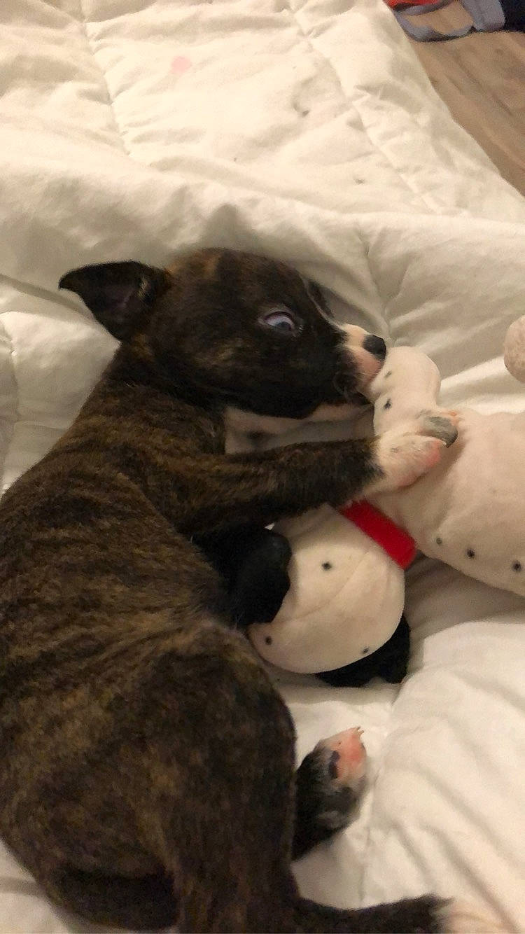 Dianna a rejoint le concours — aidez-le/la à gagner de superbes lots ! american_pit_bull_terrier, boston_terrier, bull_terrier, canidae, carnivore, companion_dog, dog, dog_breed, fawn, french_bulldog, mammal, non_sporting_group, puppy, snout, vertebrate