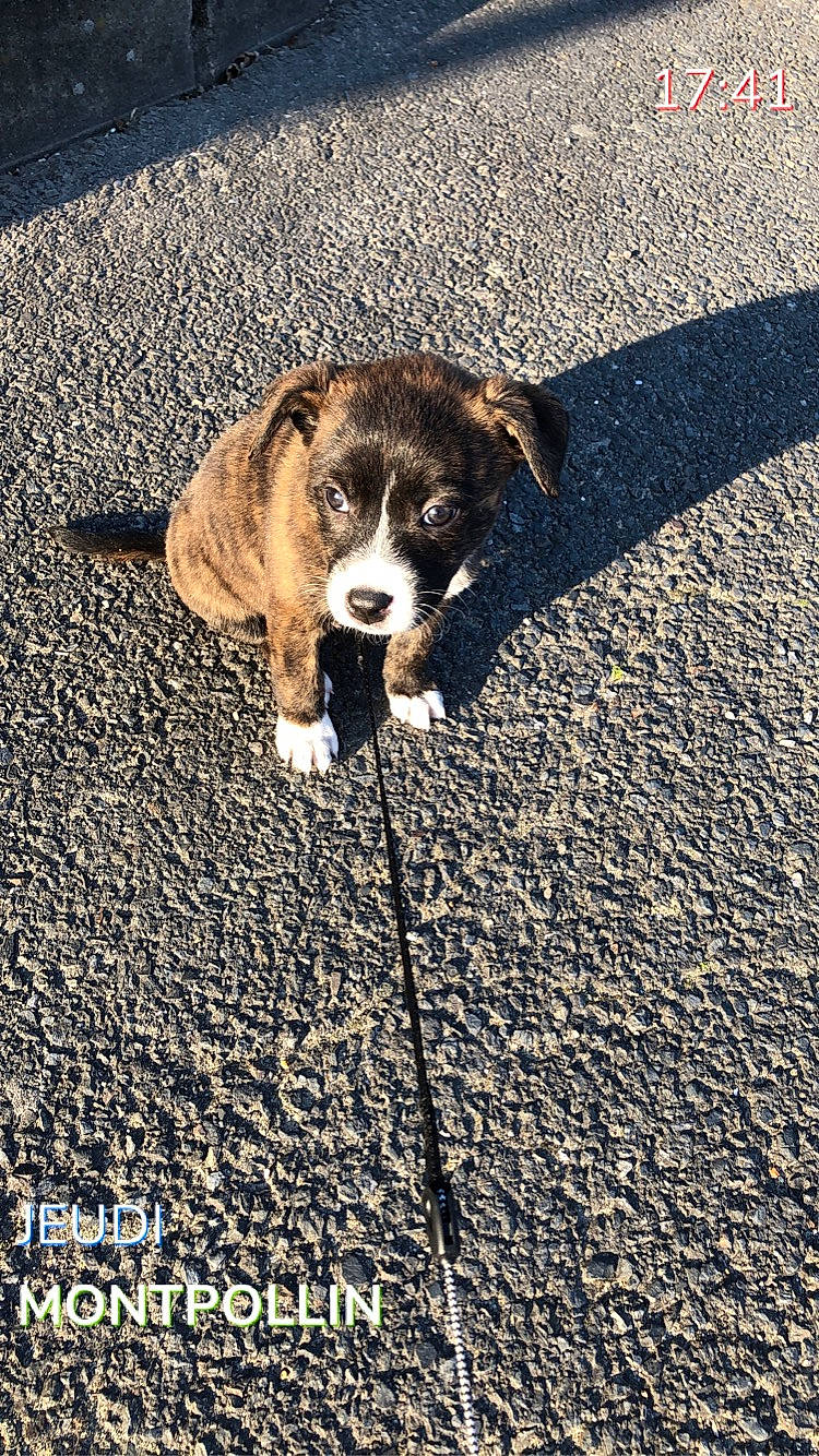 Dianna participe au concours pour gagner de l'argent avec cette photo : adventure, boxer, canidae, carnivore, cobblestone, dog, dog_breed, fawn, leash, mountain_cur, puppy, rafeiro_do_alentejo, road, road_surface, sidewalk, snout, soil, sporting_group, street, street_dog