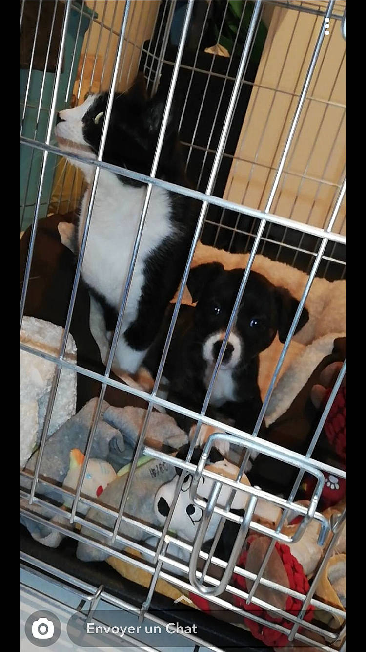 Dianna a rejoint le concours — aidez-le/la à gagner de superbes lots ! animal_shelter, cage, canidae, carnivore, dog, dog_breed, kennel, puppy, snout, sporting_group