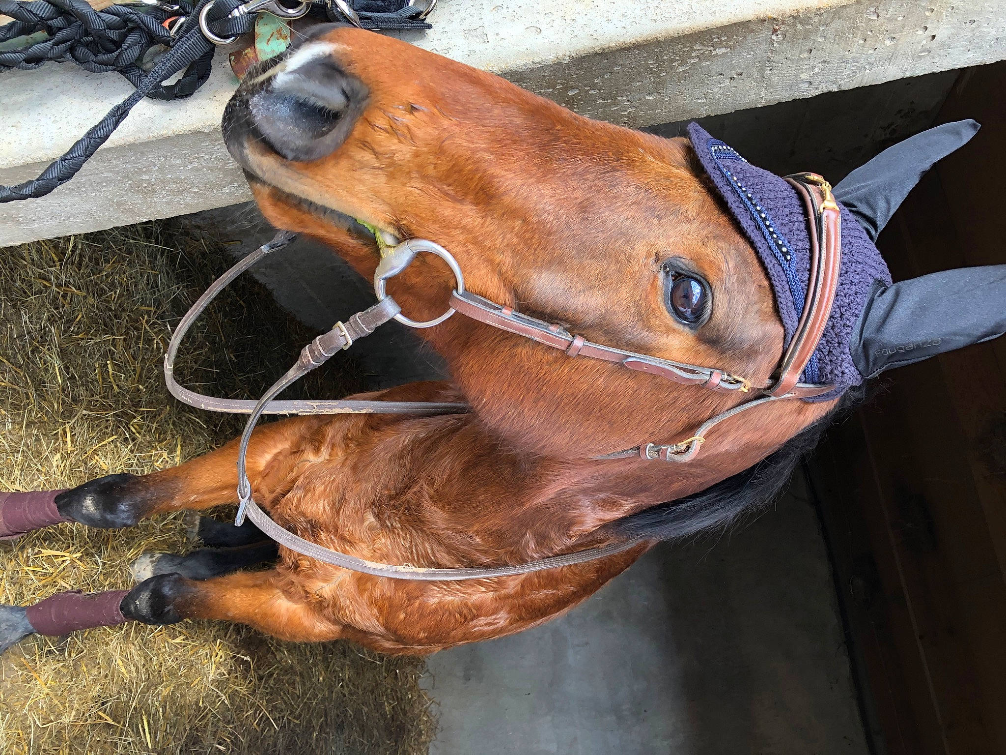 Loup Sage a rejoint le concours — aidez-le/la à gagner de superbes lots ! bridle, ear, halter, horse, horse_harness, horse_supplies, horse_tack, mare, rein, snout, sorrel, working_animal