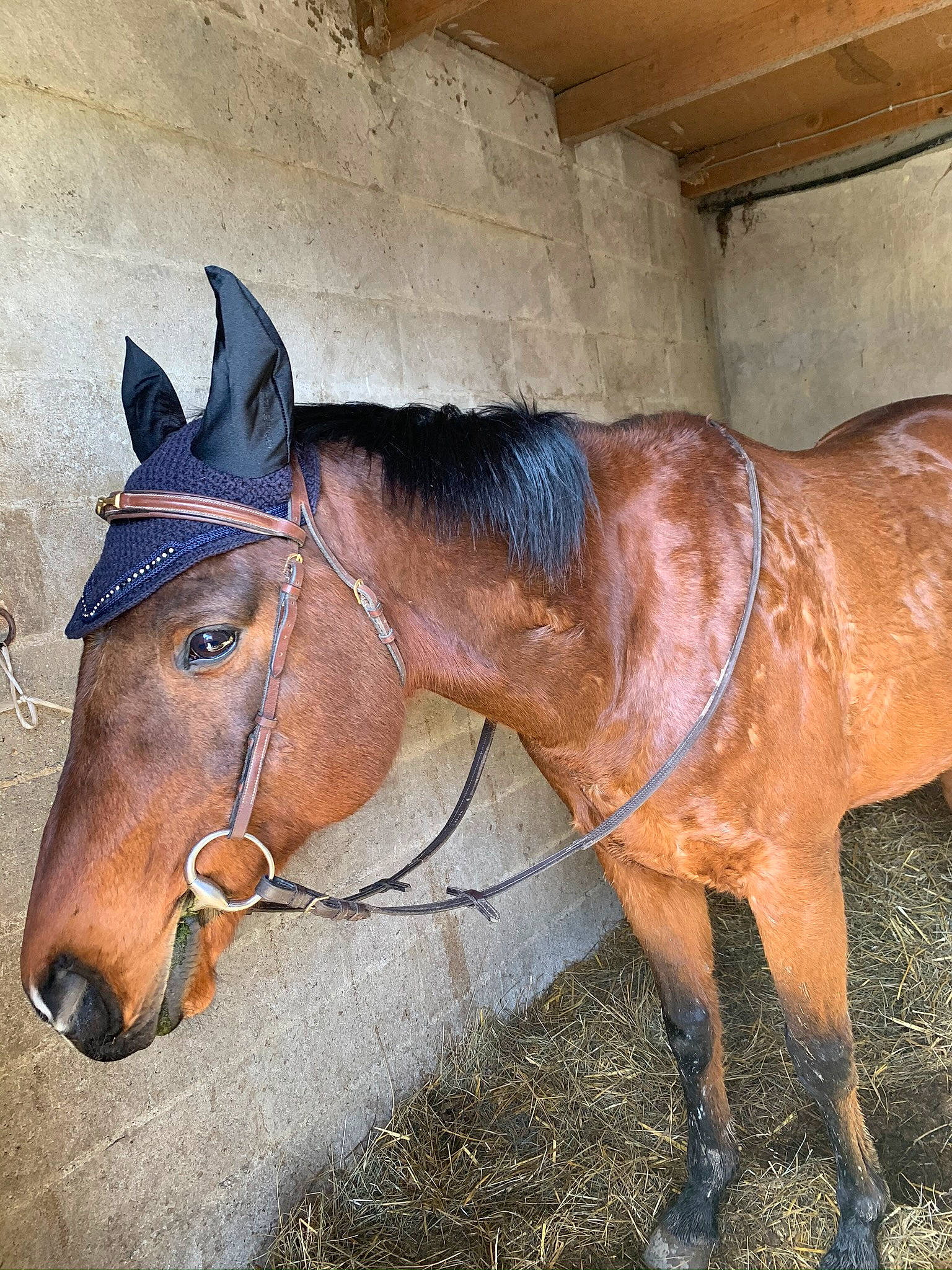 Loup Sage a rejoint le concours — aidez-le/la à gagner de superbes lots ! bridle, horse, horse_supplies, horse_tack, liver, livestock, mammal, mane, mare, mustang_horse, pack_animal, rein, snout, sorrel, stable, stallion, working_animal