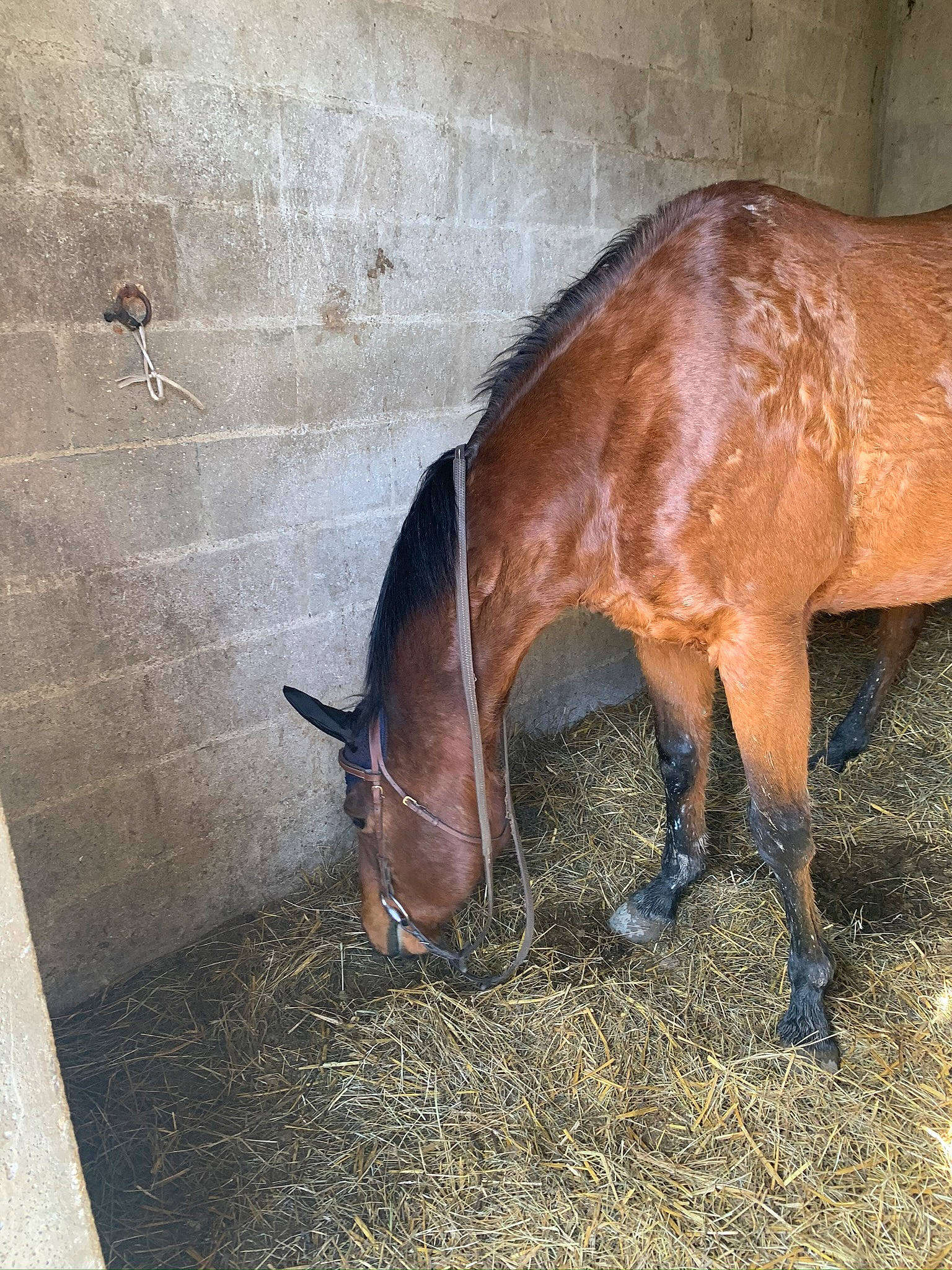 Loup Sage a rejoint le concours — aidez-le/la à gagner de superbes lots ! foal, horse, liver, livestock, mammal, mane, mare, mustang_horse, organism, pony, snout, sorrel, stable, stallion, vertebrate