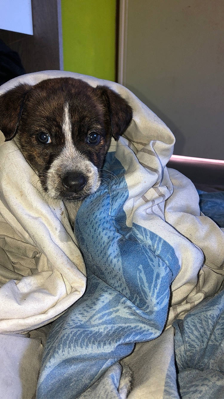 Django participe au concours pour gagner de l'argent avec cette photo : canidae, carnivore, chilean_fox_terrier, companion_dog, danish_swedish_farmdog, dog, dog_breed, feist, japanese_terrier, mammal, puppy, rare_breed_dog, rat_terrier, russell_terrier, snout, sporting_group