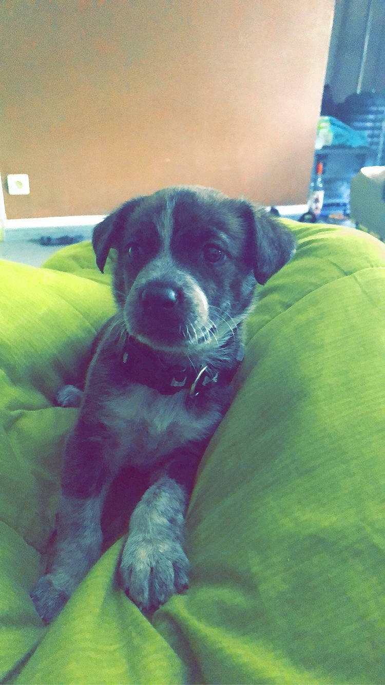 Django participe au concours pour gagner de l'argent avec cette photo : american_pit_bull_terrier, bandog, boerboel, boxer, cane_corso, canidae, carnivore, dog, dog_breed, fawn, guard_dog, labrador_retriever, mammal, molosser, puppy, snout, sporting_group, vertebrate