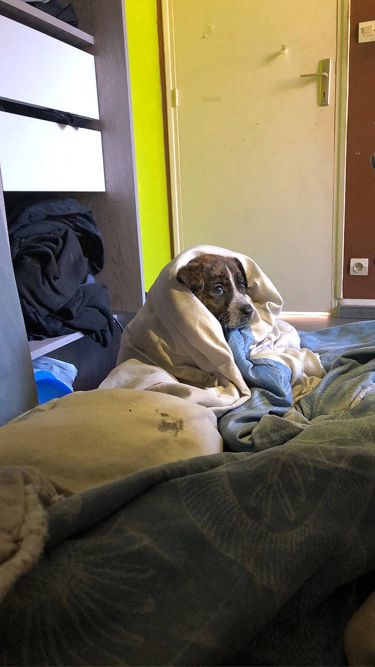 Django a rejoint le concours — aidez-le/la à gagner de superbes lots ! canidae, carnivore, comfort, companion_dog, couch, dog, dog_breed, english_mastiff, fawn, furniture, great_dane, guard_dog, nap, pointer, sporting_group, weimaraner