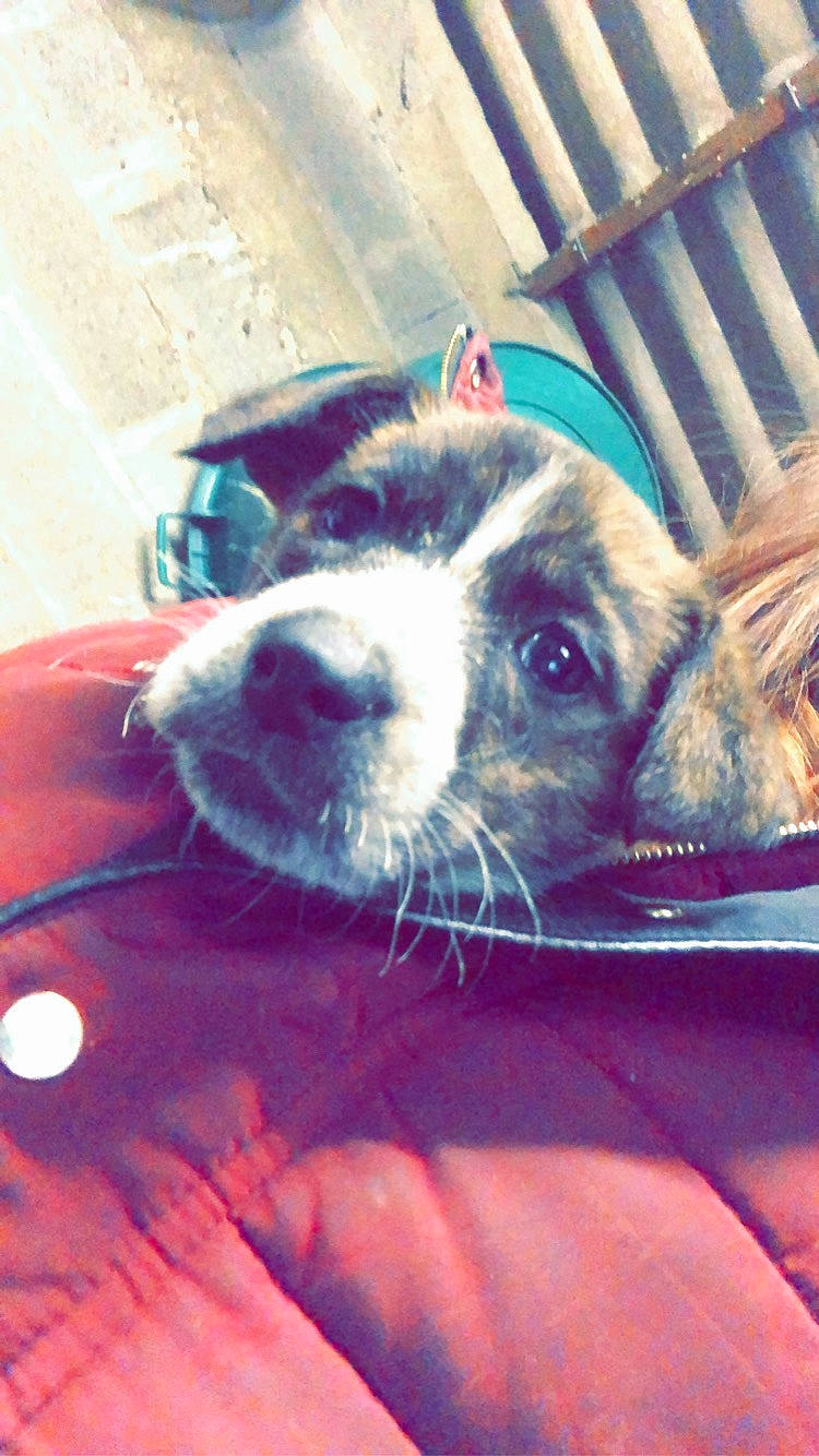 Django participe au concours pour gagner de l'argent avec cette photo : boston_terrier, canidae, carnivore, companion_dog, dog, dog_breed, fawn, mammal, non_sporting_group, nose, puppy, shih_tzu, snout, sporting_group, toy_dog