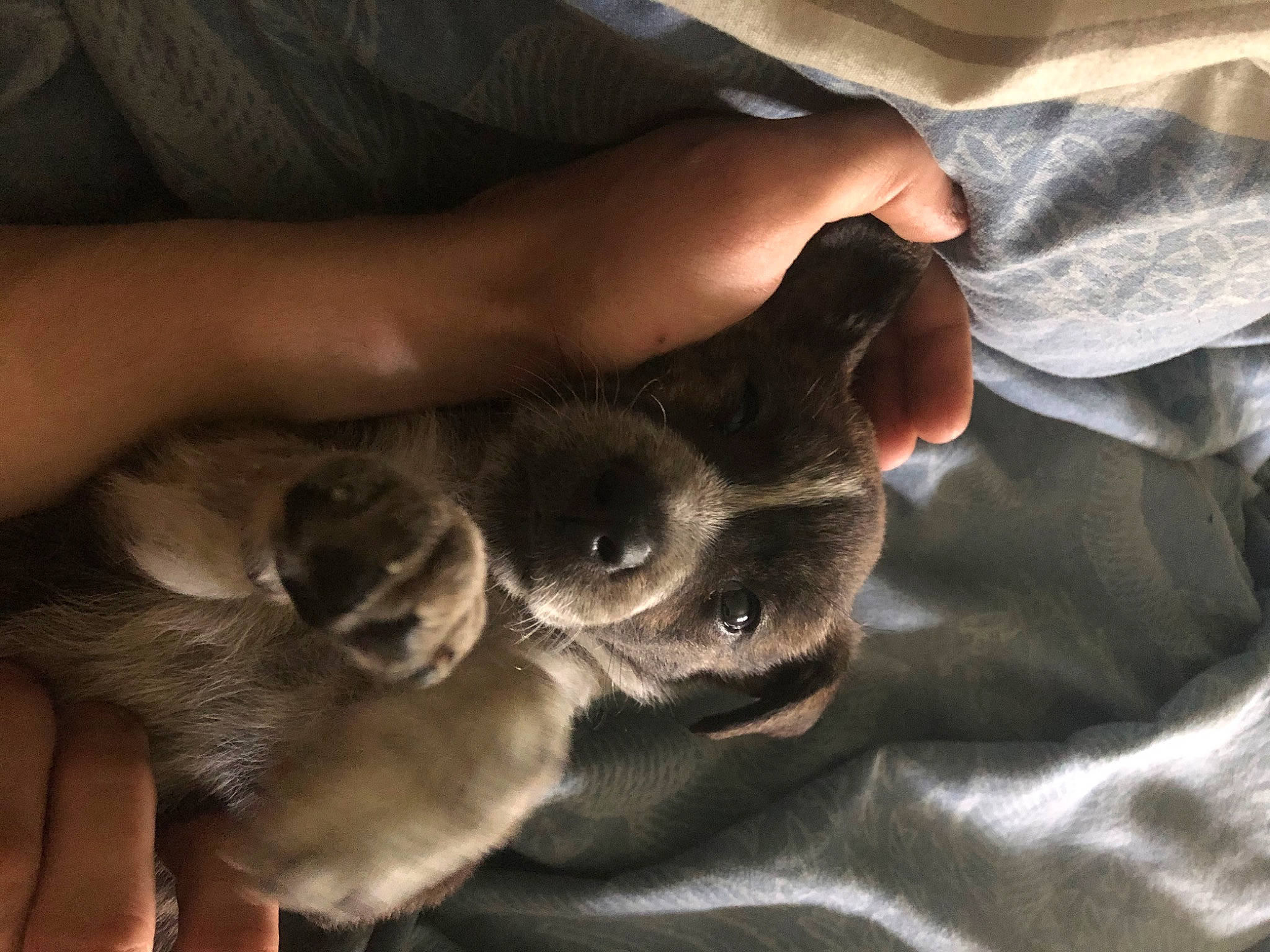 Django participe au concours pour gagner de l'argent avec cette photo : canidae, carnivore, dog_breed, fawn, paw, puppy, snout, sporting_group