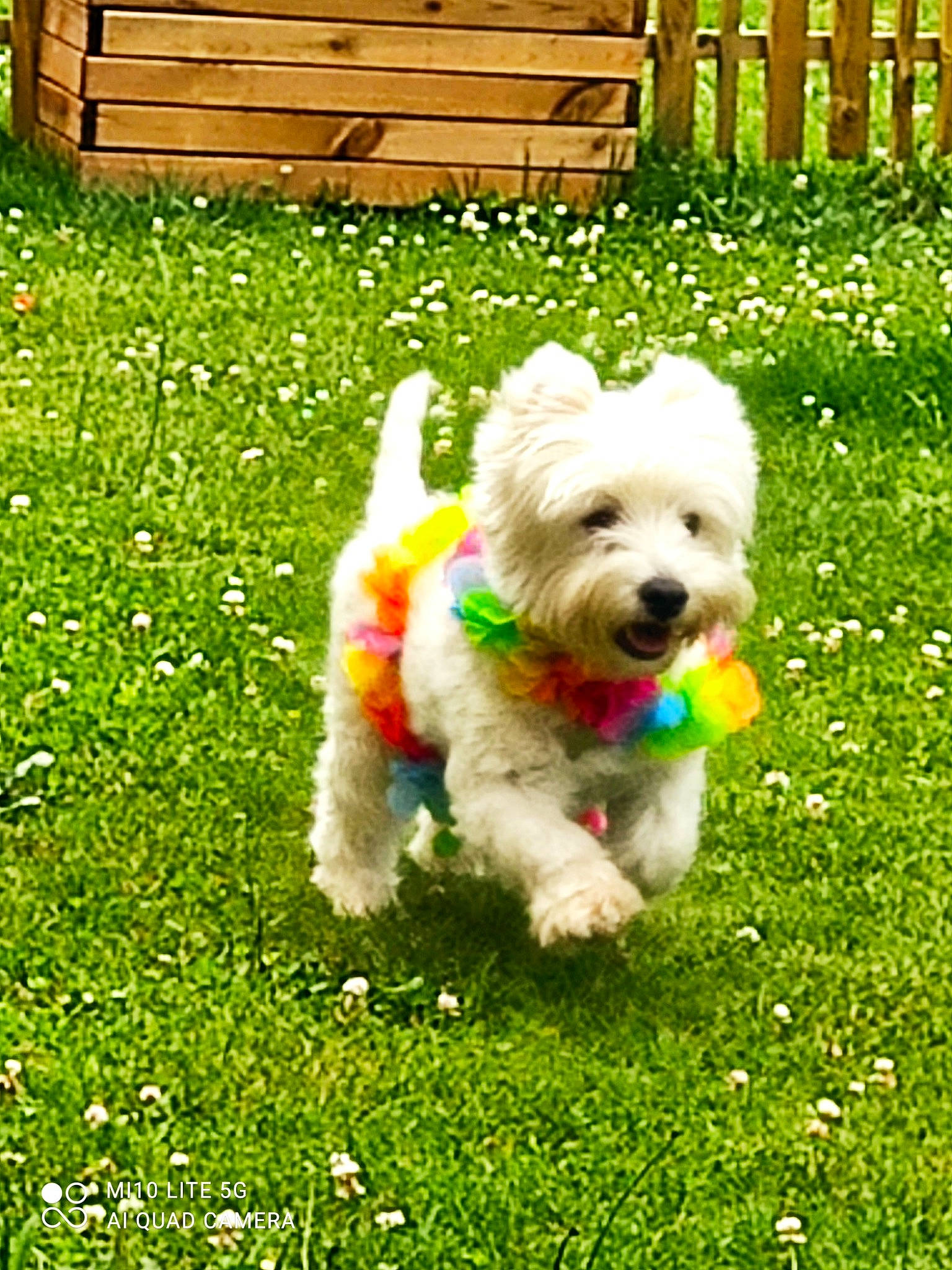 Phénix participe au concours pour gagner de l'argent avec cette photo : canidae, carnivore, collar, companion_dog, dog, dog_breed, dog_clothes, dog_collar, dog_supply, garden, grass, lawn, plant, small_terrier, sporting_group, tail, terrier, toy_dog, water_dog, working_animal