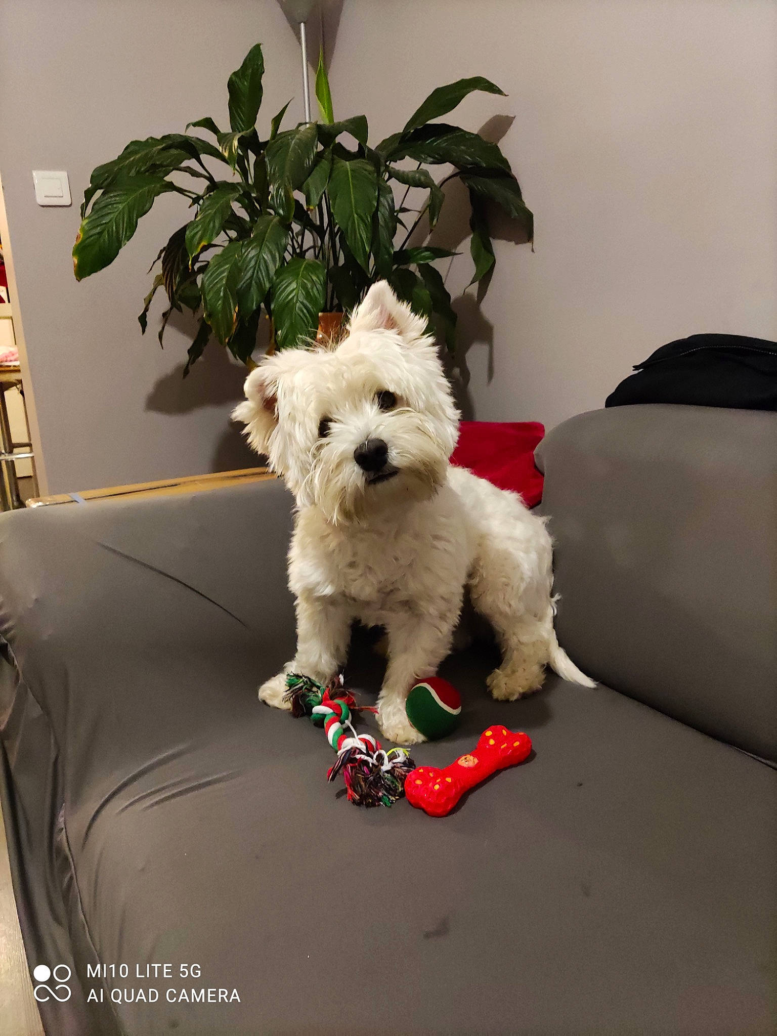 Phénix a rejoint le concours — aidez-le/la à gagner de superbes lots ! bookcase, canidae, carnivore, chair, companion_dog, couch, dog, dog_breed, dog_supply, pet_supply, picture_frame, plant, shelf, small_terrier, snout, sporting_group, stuffed_toy, terrier, toy_dog, working_animal