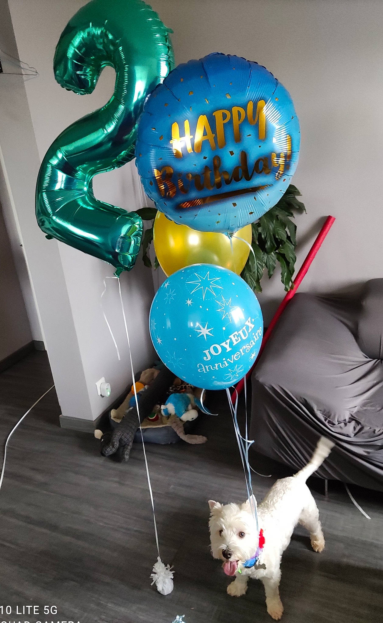 Phénix a rejoint le concours — aidez-le/la à gagner de superbes lots ! balloon, blue, carnivore, companion_dog, dog, dog_supply, electric_blue, event, fashion_accessory, font, fur, graphic_design, green, leash, light, party_supply, stuffed_toy, tail, toy, white