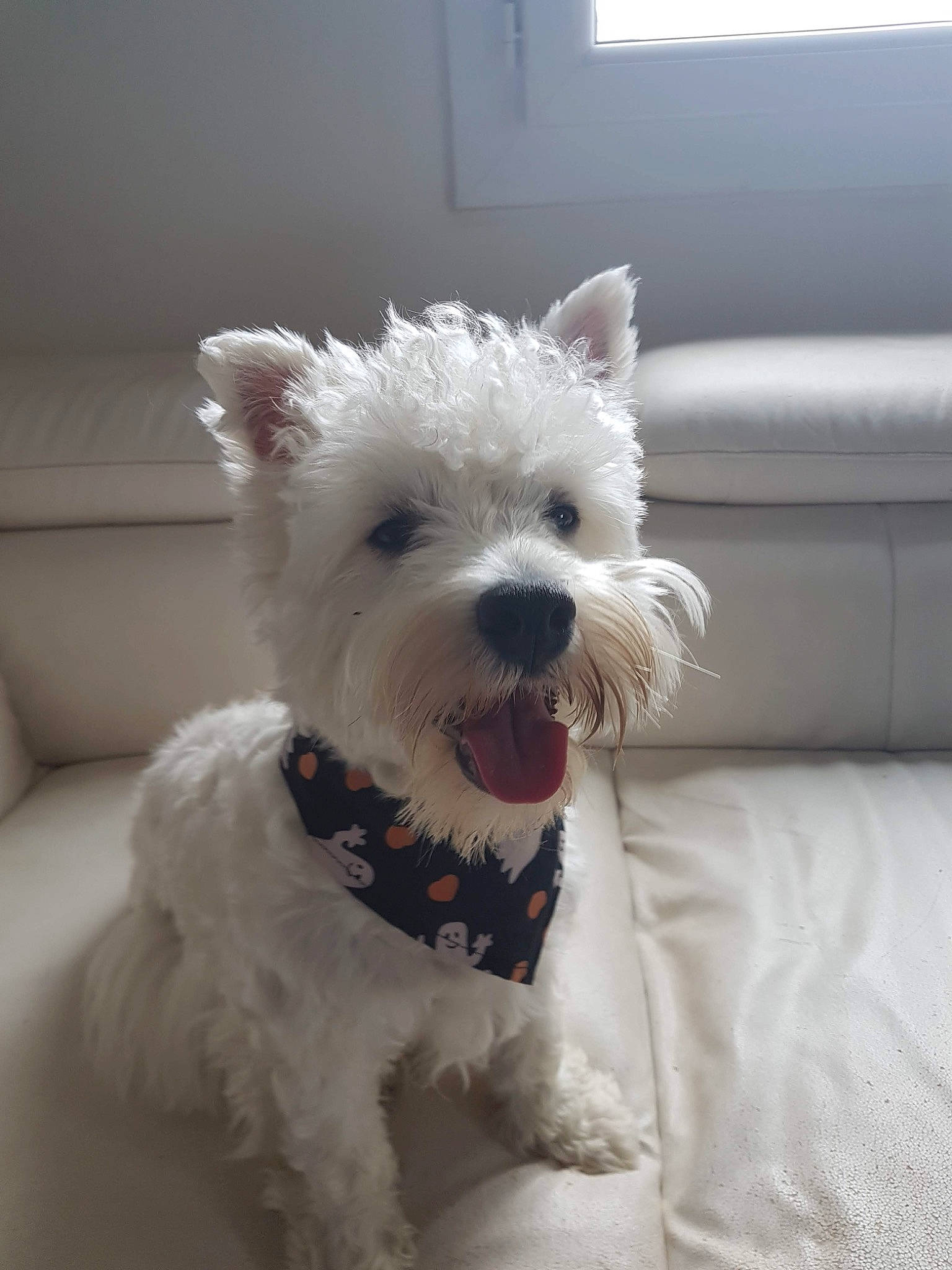 Phénix participe au concours pour gagner de l'argent avec cette photo : canidae, carnivore, collar, companion_dog, dog, dog_breed, dog_collar, dog_supply, fashion_accessory, fur, maltepoo, non_sporting_group, small_terrier, snout, terrier, toy_dog, window, window_blind, working_animal