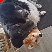 Sandrine Pimor a rejoint le concours — aidez-le/la à gagner de superbes lots ! dog, black_dog, brown_dog, indoor, floor, wooden_floor, chair, pet, animal, cute, furry, group, looking_up, close_up, domestic_animal, canine, companions, household, three_dogs, curious